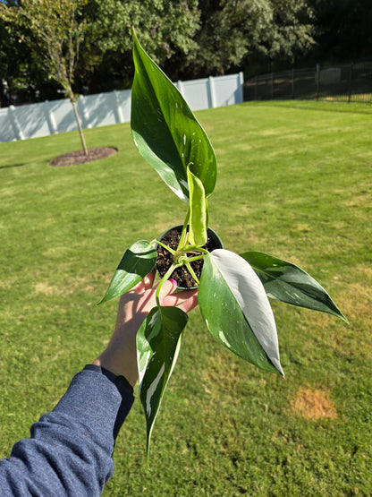 4" Philodendron White Wizard - Not Pet Friendly - Pick Your Plant Option - Live Indoor Plant