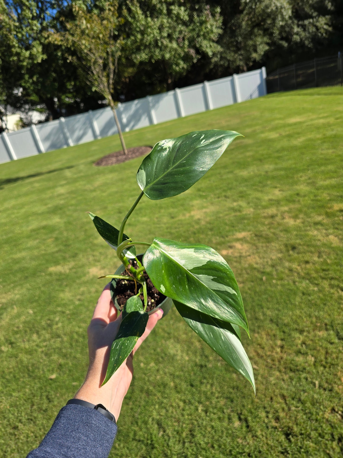 4" Philodendron White Wizard - Not Pet Friendly - Pick Your Plant Option - Live Indoor Plant