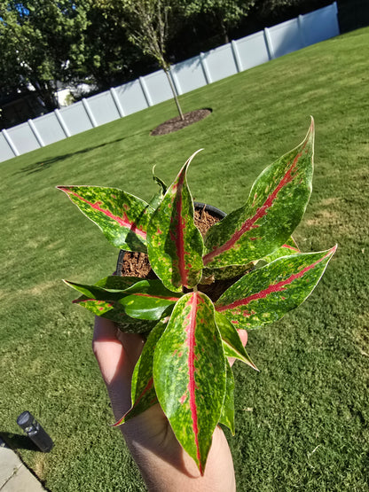 4" Aglaonema Night Sparkle - Not Pet Friendly - Pick Your Plant Option - Live Indoor Plant