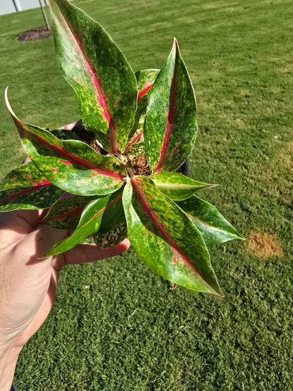 4" Aglaonema Night Sparkle - Not Pet Friendly - Pick Your Plant Option - Live Indoor Plant