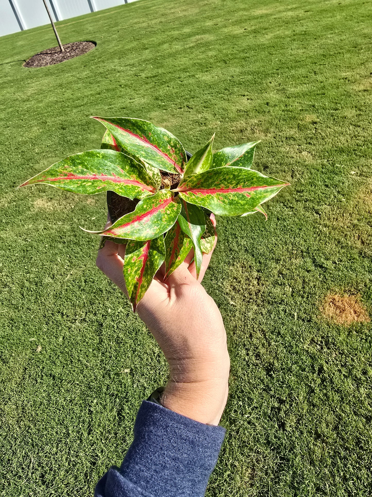 4" Aglaonema Night Sparkle - Not Pet Friendly - Pick Your Plant Option - Live Indoor Plant