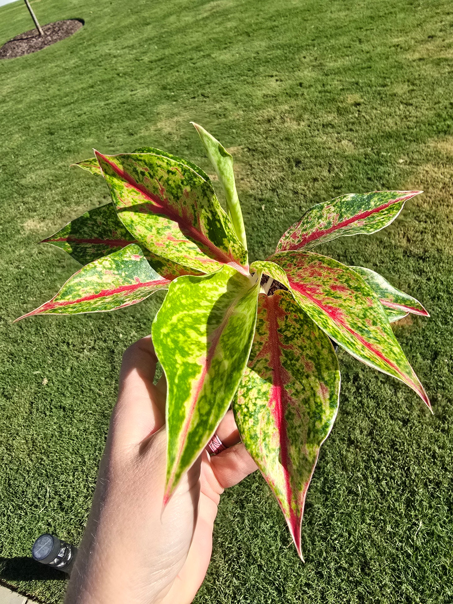 4" Aglaonema Night Sparkle - Not Pet Friendly - Pick Your Plant Option - Live Indoor Plant