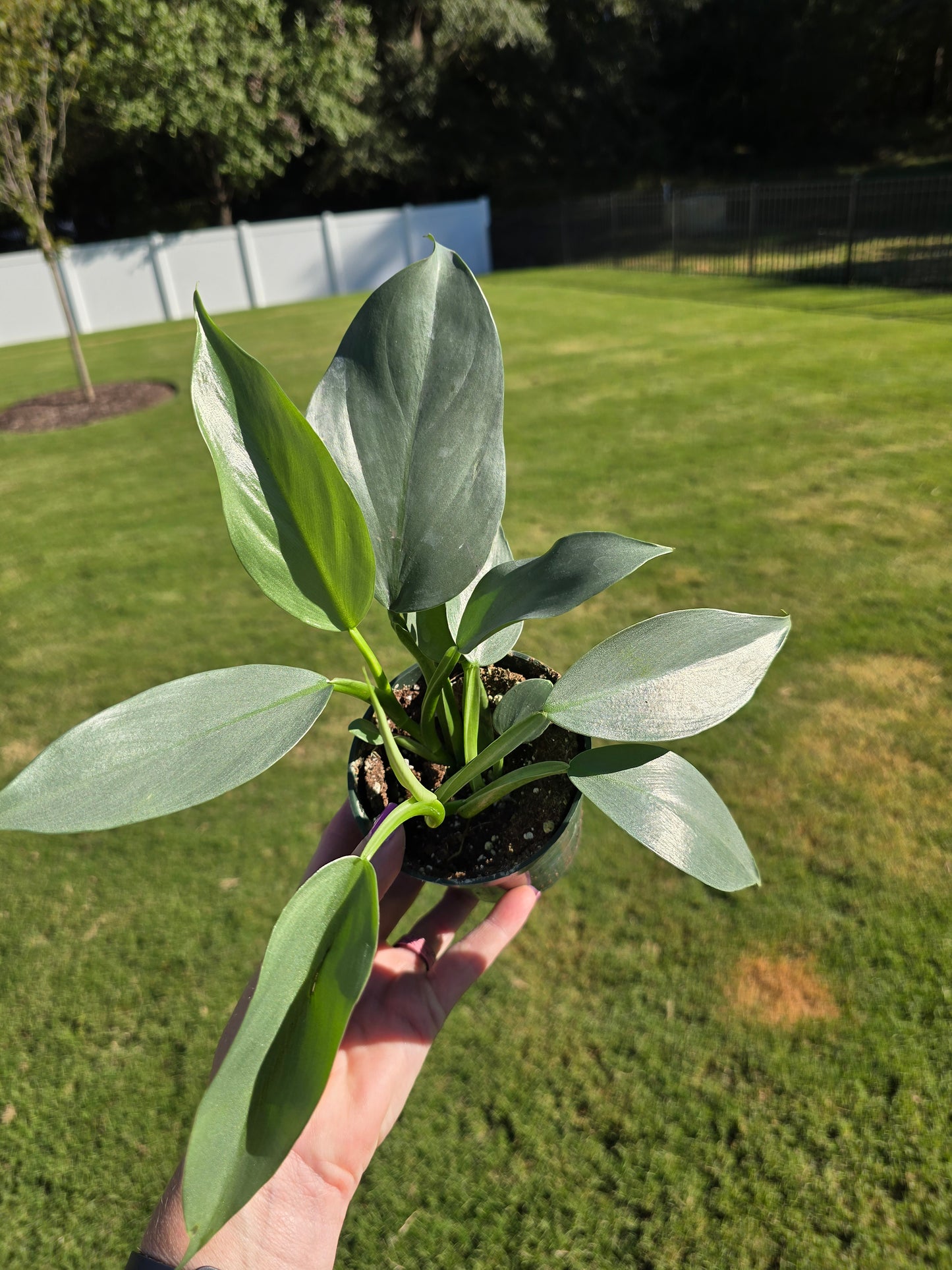 4" Philodendron Silver Sword - Not Pet Friendly - Pick Your Plant Option - Live Indoor Plant