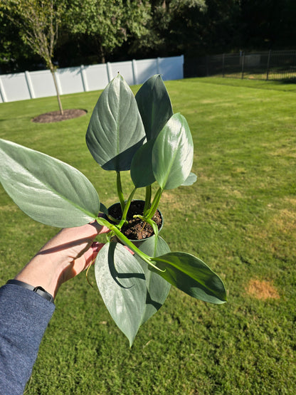 4" Philodendron Silver Sword - Not Pet Friendly - Pick Your Plant Option - Live Indoor Plant