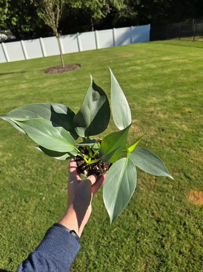 4" Philodendron Silver Sword - Not Pet Friendly - Pick Your Plant Option - Live Indoor Plant