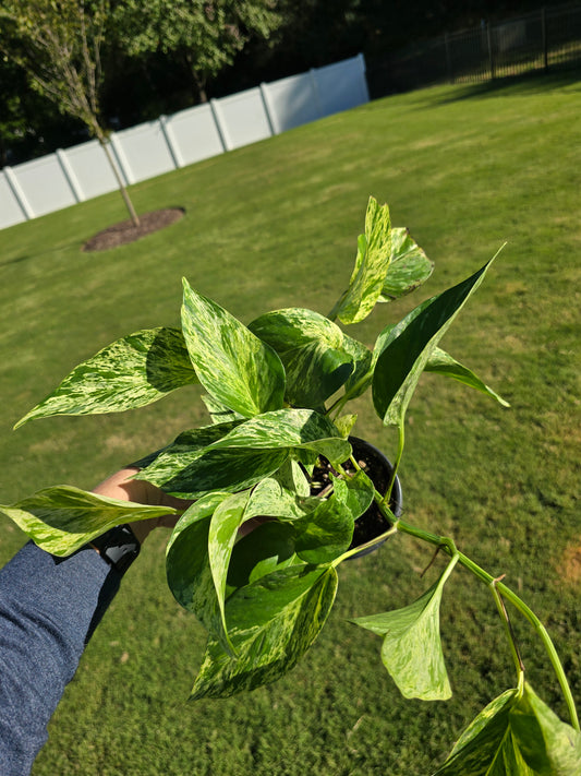 4" Pothos Snow Queen - Not Pet Friendly - Pick Your Plant Option - Live Indoor Plant