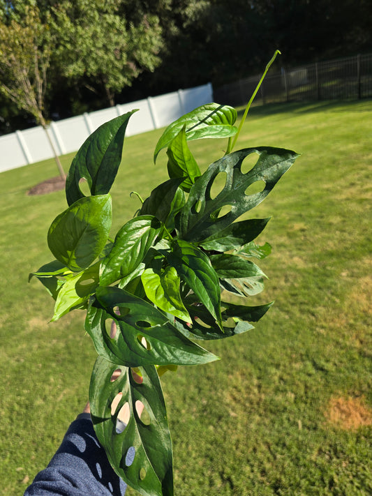 5" Monstera Swiss Cheese - Not Pet Friendly - Pick Your Plant Option - Live Indoor Plant