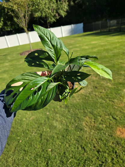 5" Monstera Swiss Cheese - Not Pet Friendly - Pick Your Plant Option - Live Indoor Plant