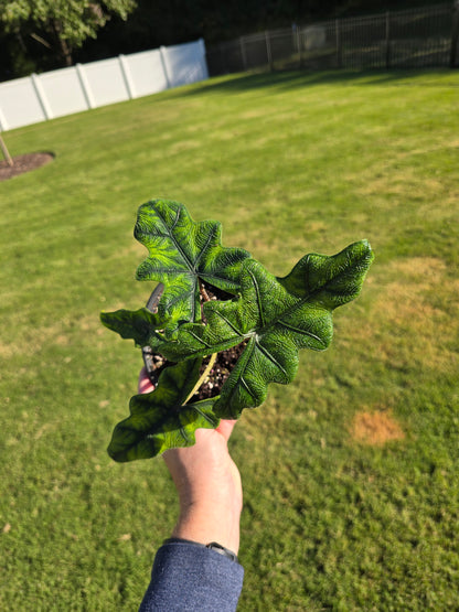 6" Alocasia Jacklyn - Not Pet Friendly - Pick Your Plant Option - Live Indoor Plant