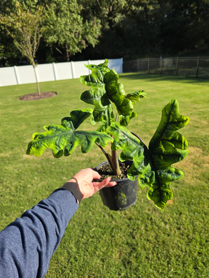 6" Alocasia Jacklyn - Not Pet Friendly - Pick Your Plant Option - Live Indoor Plant