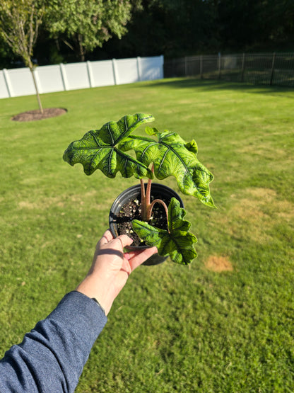 6" Alocasia Jacklyn - Not Pet Friendly - Pick Your Plant Option - Live Indoor Plant