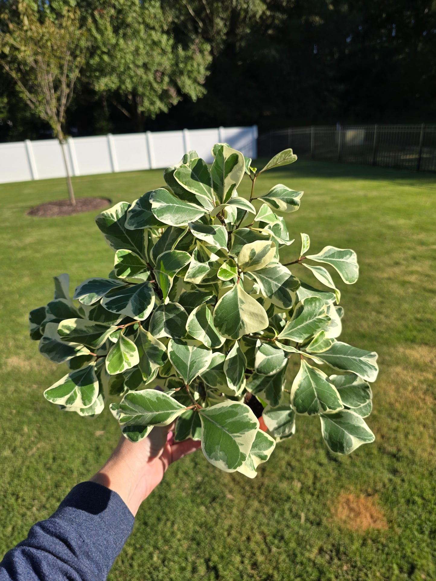 6" Ficus Triangularis Variegated - Not Pet Friendly - Pick Your Plant Option - Live Indoor Plant