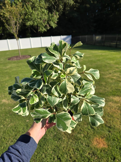 6" Ficus Triangularis Variegated - Not Pet Friendly - Pick Your Plant Option - Live Indoor Plant