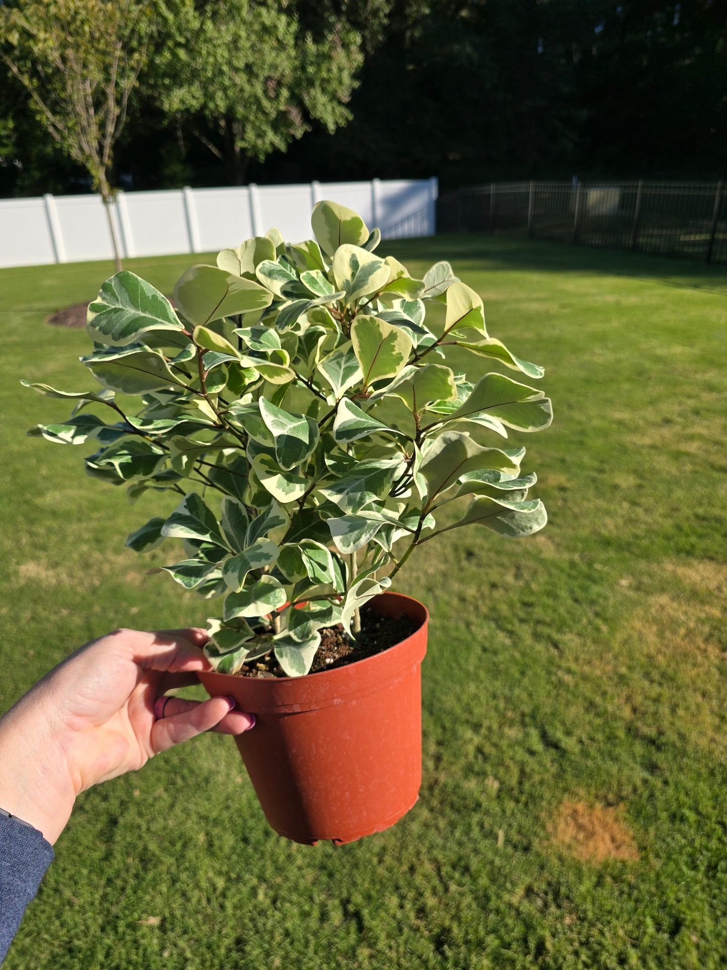 6" Ficus Triangularis Variegated - Not Pet Friendly - Pick Your Plant Option - Live Indoor Plant