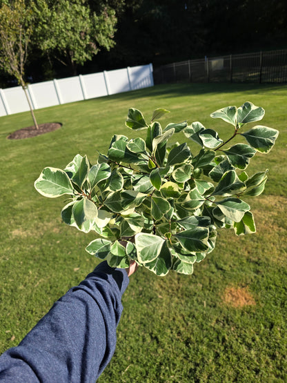 6" Ficus Triangularis Variegated - Not Pet Friendly - Pick Your Plant Option - Live Indoor Plant