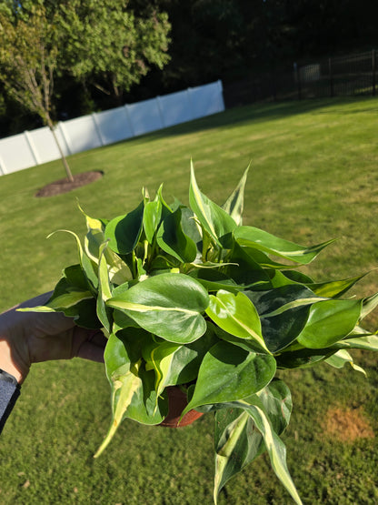 6" Philodendron Rio - Not Pet Friendly - Pick Your Plant Option - Live Indoor Plant