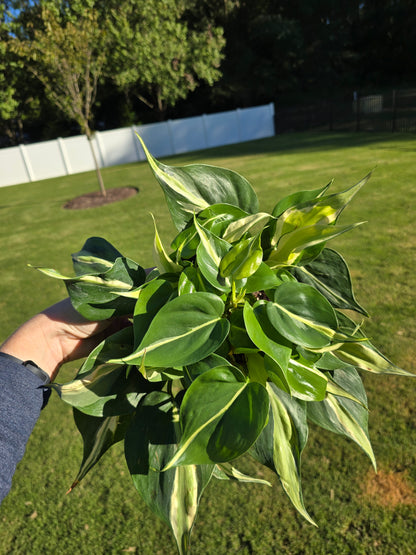 6" Philodendron Rio - Not Pet Friendly - Pick Your Plant Option - Live Indoor Plant