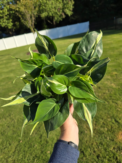 6" Philodendron Rio - Not Pet Friendly - Pick Your Plant Option - Live Indoor Plant