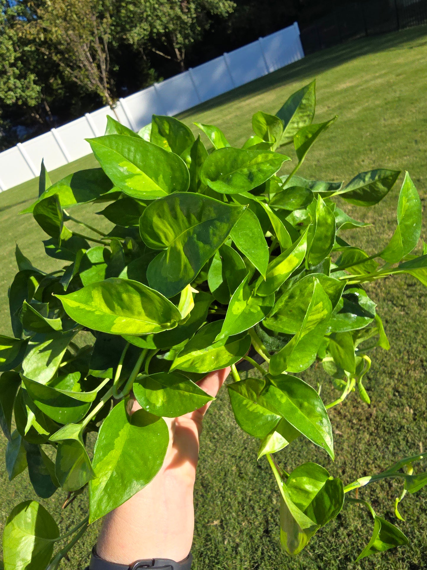 6" Pothos Global Green - Not Pet Friendly - Pick Your Plant Option - Live Indoor Plant