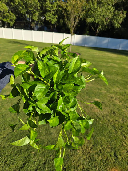 6" Pothos Global Green - Not Pet Friendly - Pick Your Plant Option - Live Indoor Plant