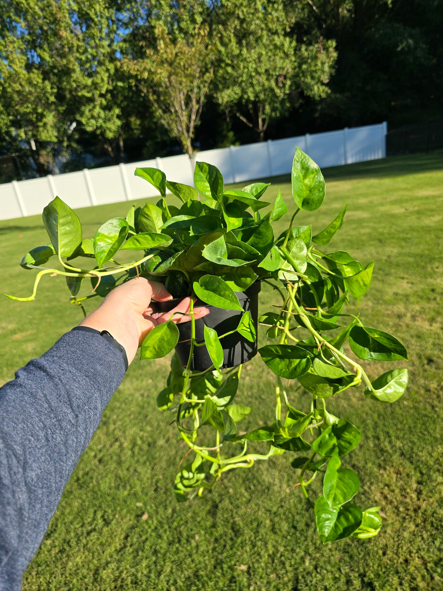 6" Pothos Global Green - Not Pet Friendly - Pick Your Plant Option - Live Indoor Plant