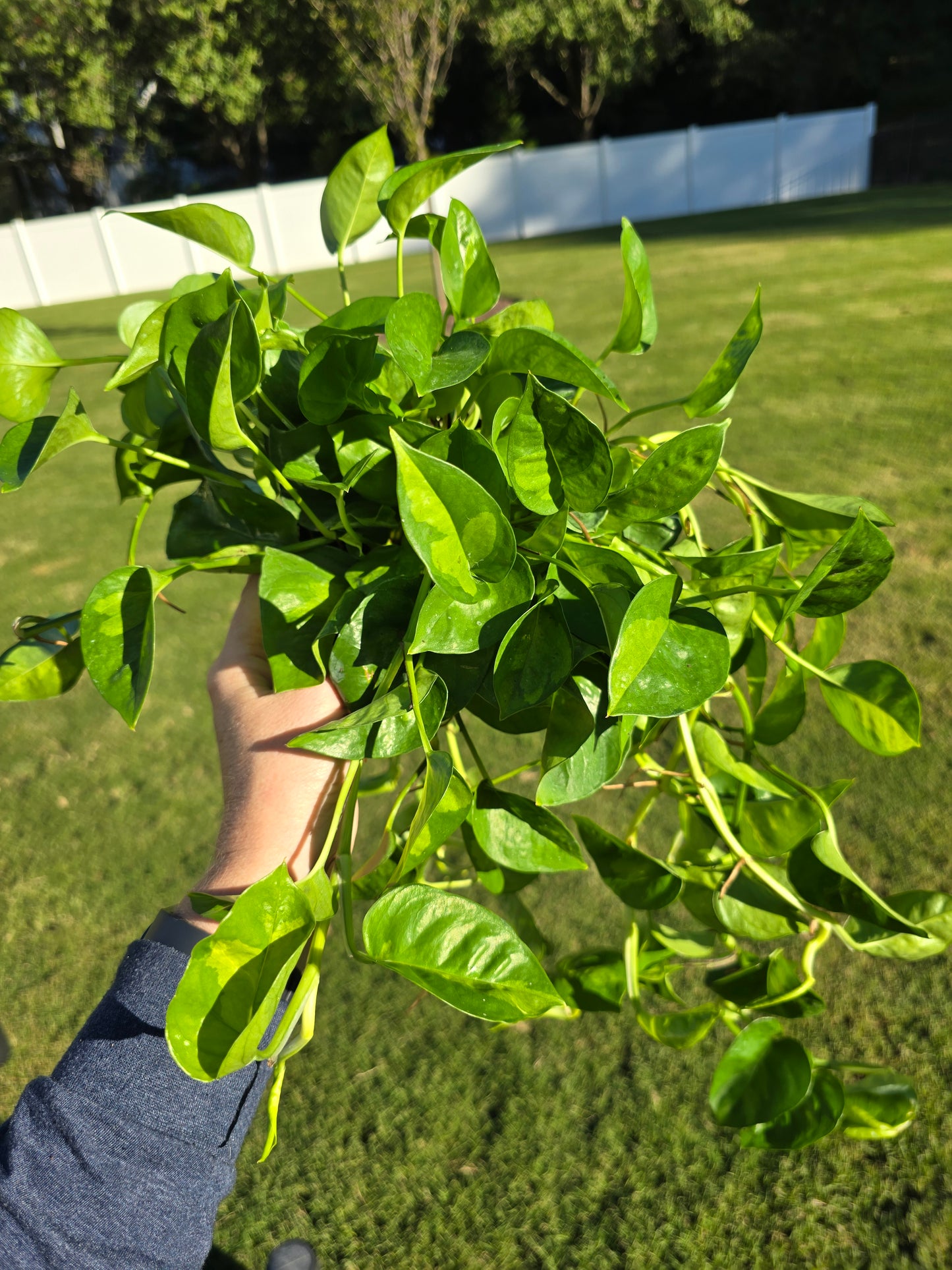 6" Pothos Global Green - Not Pet Friendly - Pick Your Plant Option - Live Indoor Plant