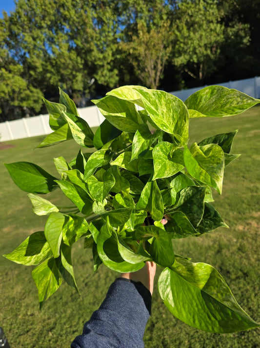 6" Pothos Marble Queen - Not Pet Friendly - Pick Your Plant Option - Live Indoor Plant