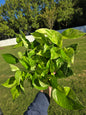 6" Pothos Marble Queen - Not Pet Friendly - Pick Your Plant Option - Live Indoor Plant