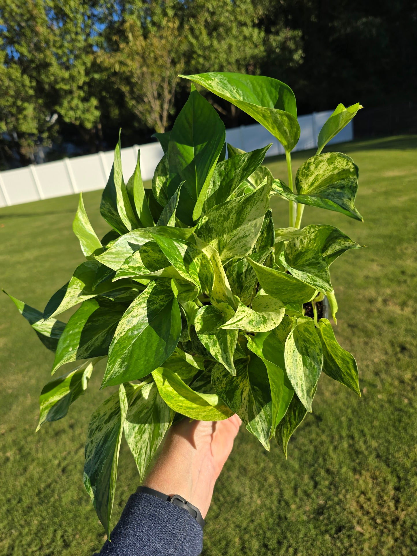 6" Pothos Marble Queen - Not Pet Friendly - Pick Your Plant Option - Live Indoor Plant