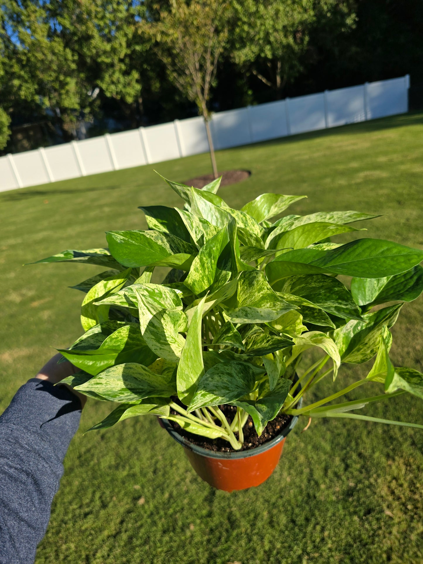 6" Pothos Marble Queen - Not Pet Friendly - Pick Your Plant Option - Live Indoor Plant