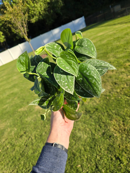 6" Scindapsus Silver Ann - Not Pet Friendly - Pick Your Plant Option - Live Indoor Plant