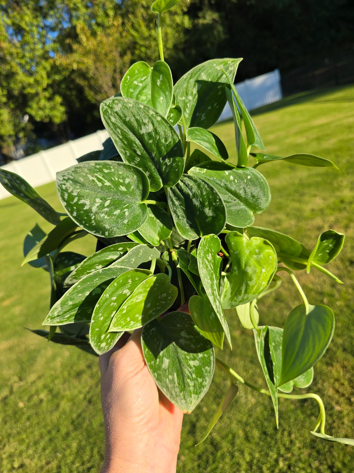 6" Scindapsus Silver Ann - Not Pet Friendly - Pick Your Plant Option - Live Indoor Plant