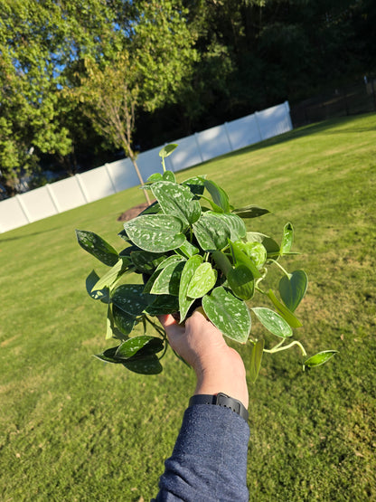 6" Scindapsus Silver Ann - Not Pet Friendly - Pick Your Plant Option - Live Indoor Plant