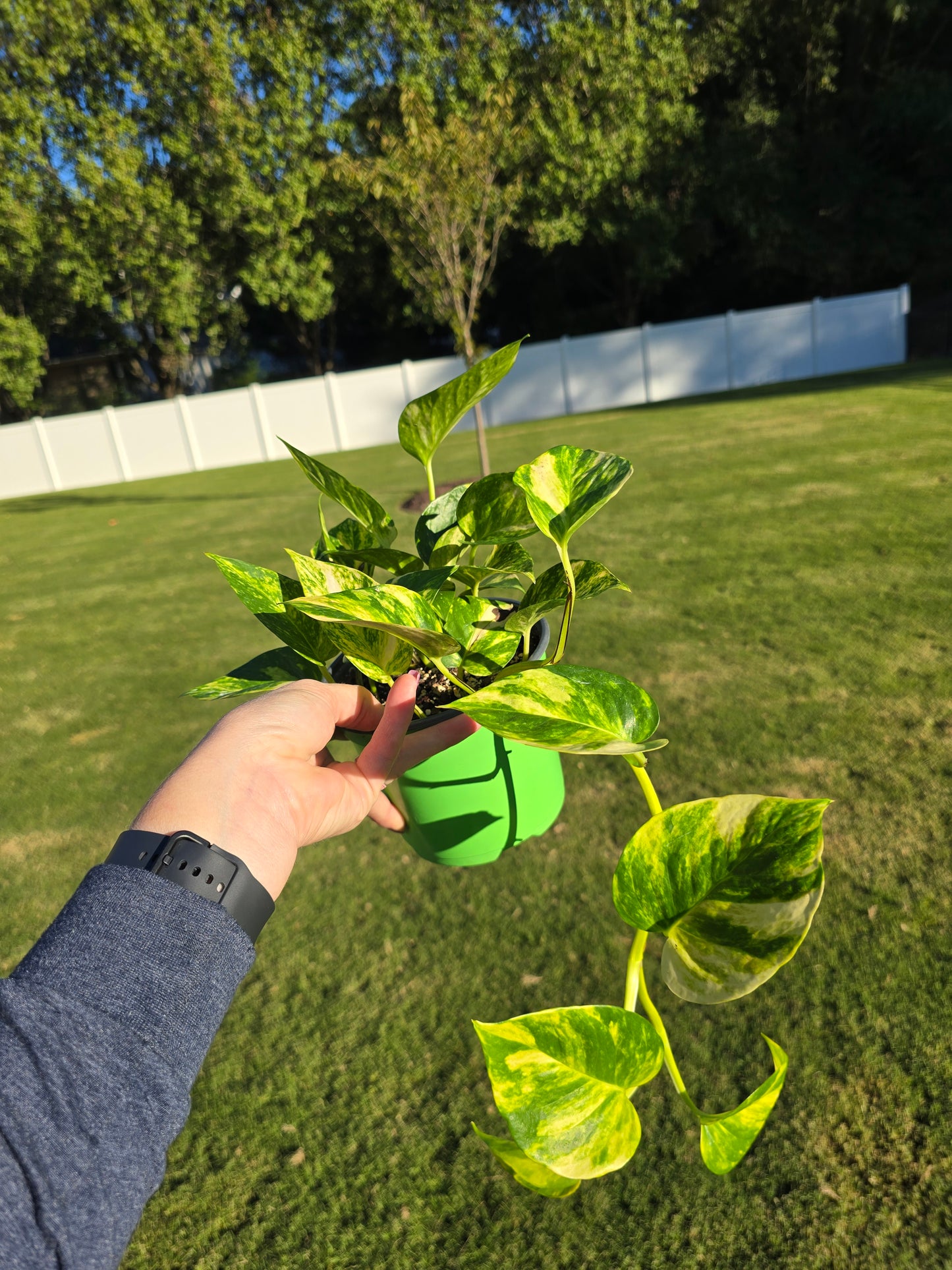 6" Pothos Hawaiian - Not Pet Friendly - Pick Your Plant Option - Live Indoor Plant