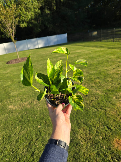 6" Pothos Hawaiian - Not Pet Friendly - Pick Your Plant Option - Live Indoor Plant