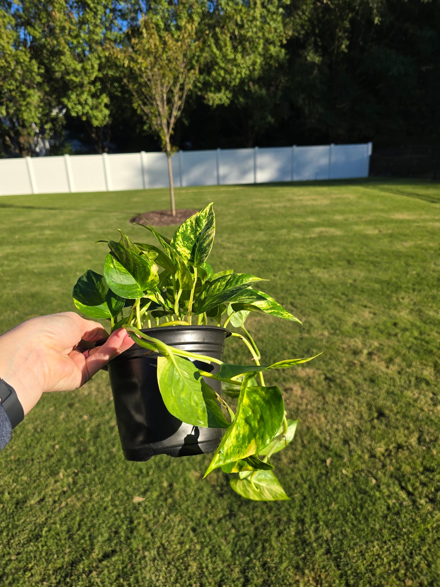 6" Pothos Hawaiian - Not Pet Friendly - Pick Your Plant Option - Live Indoor Plant