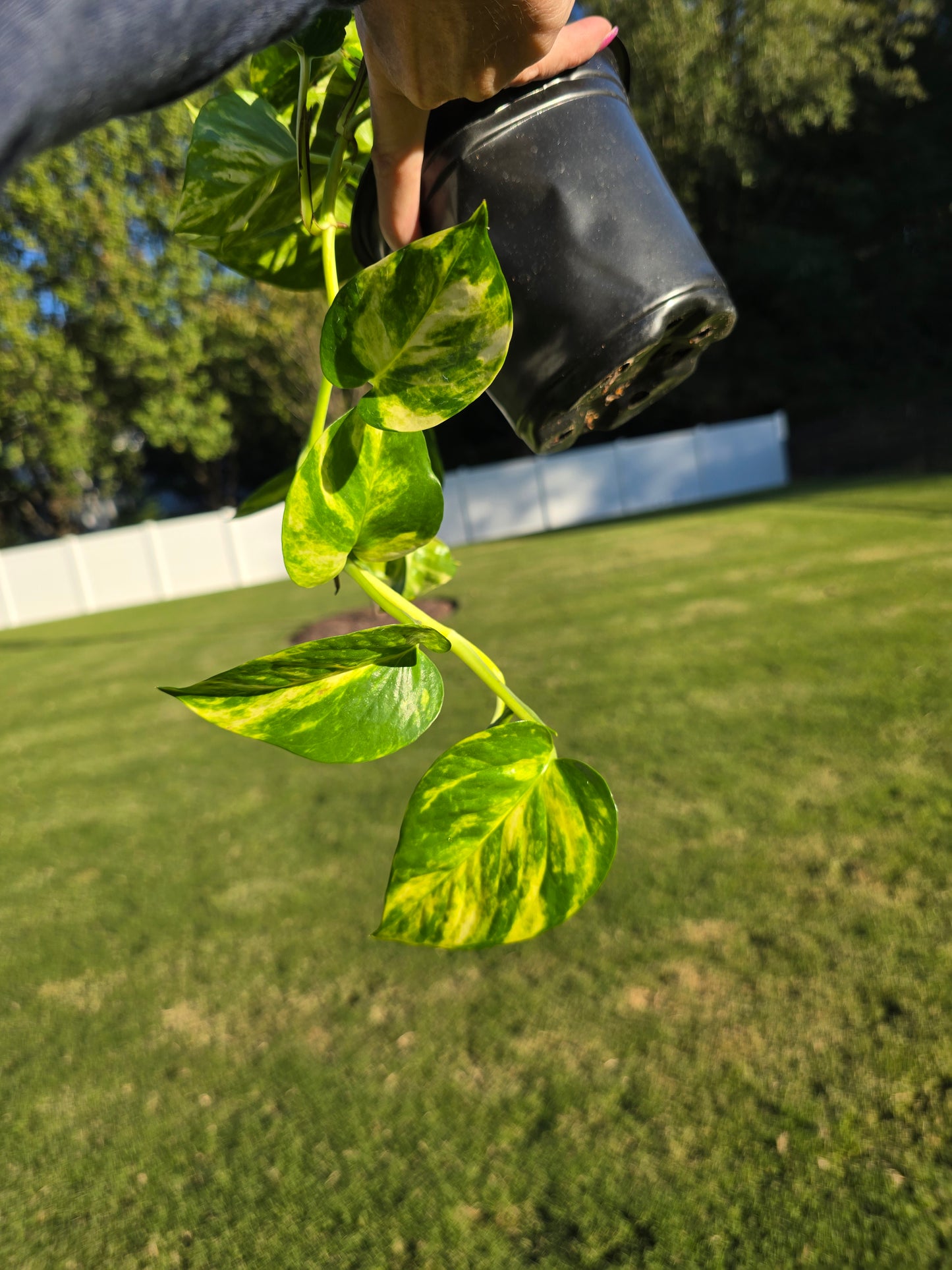 6" Pothos Hawaiian - Not Pet Friendly - Pick Your Plant Option - Live Indoor Plant