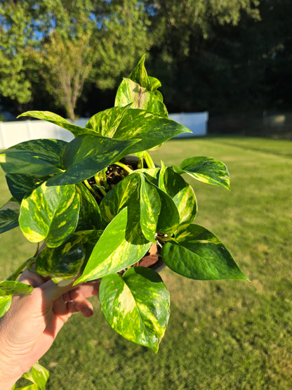 6" Pothos Hawaiian - Not Pet Friendly - Pick Your Plant Option - Live Indoor Plant