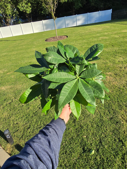 6” Money Tree Pachira Braid - Pet Friendly - Pick Your Plant Option - Live Indoor Plant