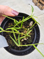 4" Hoya Linearis - Pet Friendly - Pick Your Plant Option - Live Indoor Plant