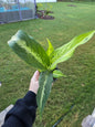 4" Dieffenbachia Sublime - Not Pet Friendly - Pick Your Plant Option - Live Indoor Plant