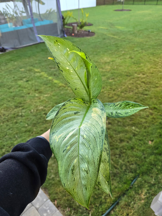 4" Dieffenbachia Camouflage - Not Pet Friendly - Pick Your Plant Option - Live Indoor Plant