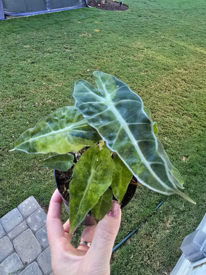 4" Alocasia Amazonica 'Polly' Variegated - Not Pet Friendly - Pick Your Plant Option - Live Indoor Plant