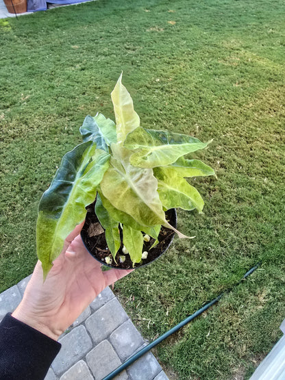 4" Alocasia Amazonica 'Polly' Variegated - Not Pet Friendly - Pick Your Plant Option - Live Indoor Plant