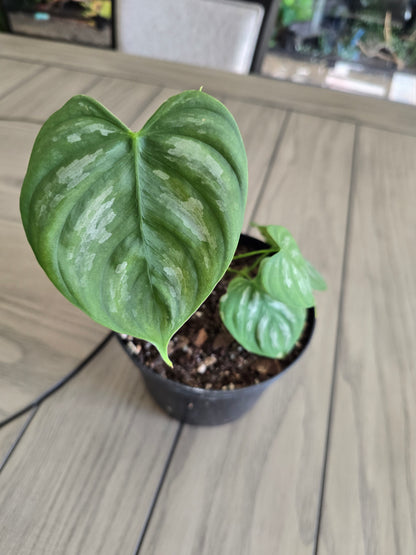 4" Philodendron Brandi Large Leaf - Not Pet Friendly - Pick Your Plant Option - Live Indoor Plant