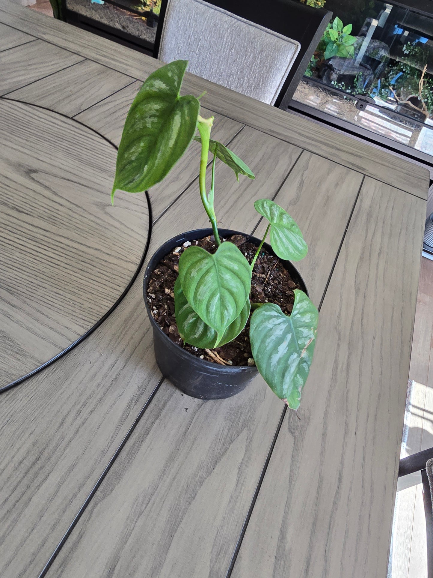 4" Philodendron Brandi Large Leaf - Not Pet Friendly - Pick Your Plant Option - Live Indoor Plant