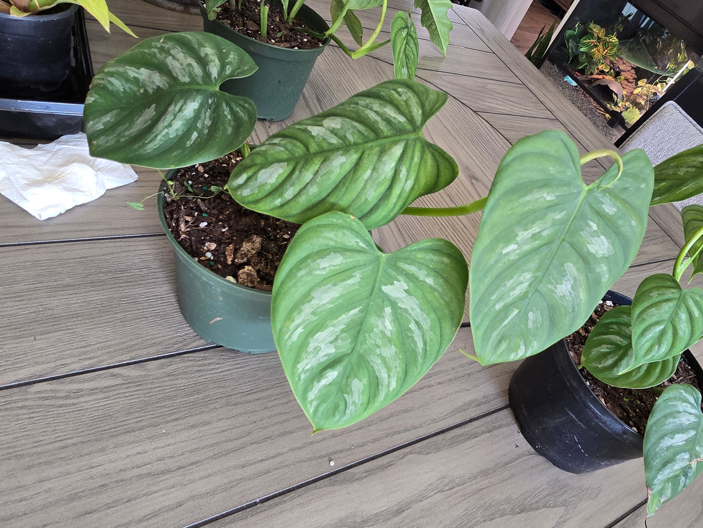 4" Philodendron Brandi Large Leaf - Not Pet Friendly - Pick Your Plant Option - Live Indoor Plant