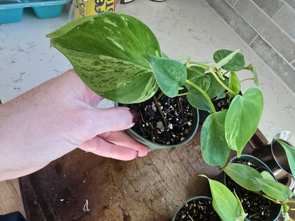 4" Philodendron Heartleaf Variegated - Not Pet Friendly - Pick Your Plant Option - Live Indoor Plant