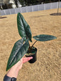 Alocasia Scalprum 4" - Not Pet Friendly - Pick Your Plant Option - Live Indoor Plant