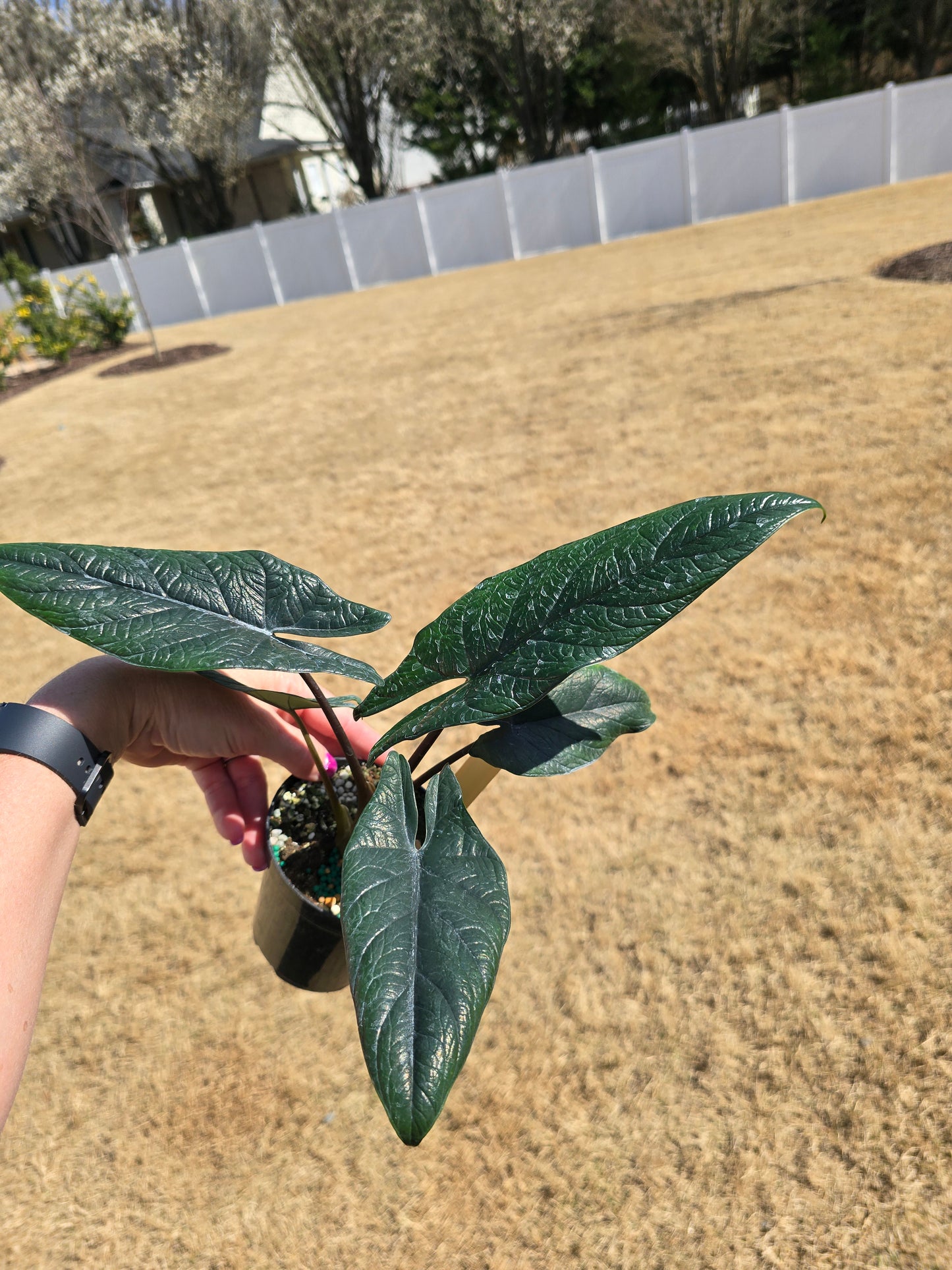 Alocasia Scalprum 4" - Not Pet Friendly - Pick Your Plant Option - Live Indoor Plant